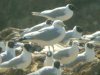 Ring-billed Gull at Barling Rubbish Tip (Steve Arlow) (62062 bytes)